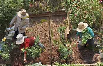 Community Garden