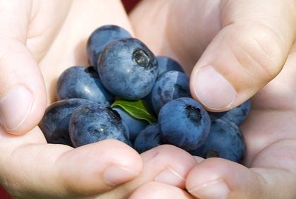 The 4-H Plant Sale has arrived! 