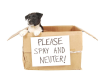 Forsyth County SPAY DAY - A One Day Event!