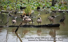 A portion of the 183-acre wildlife preserve located in Historic Bethabara Park