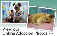 View our Online Adoption Photos