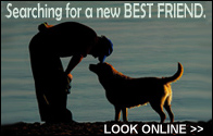 Searching for a New Best Friend . . . Look Online