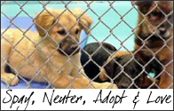 Spay, Neuter, Adopt and Love