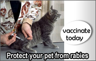 Protect your pet from rabies.