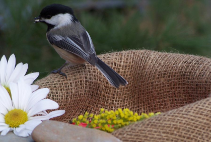 Great Backyard Bird Count @ the Library