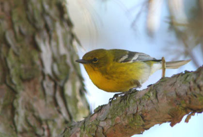 Winter Birds of Tanglewood