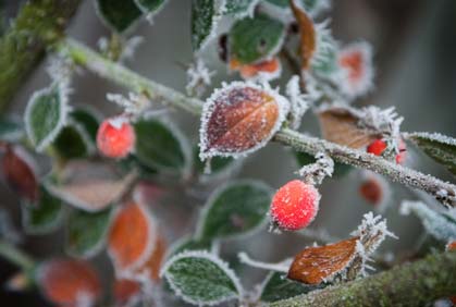Prepare Your Garden for Winter