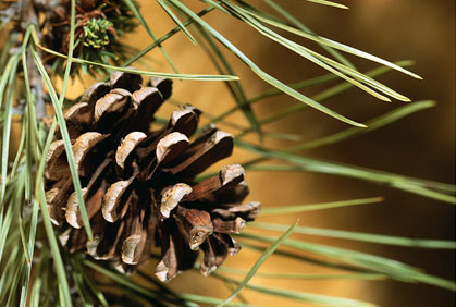 Peanut Butter Pinecone Birdfeeder Craft