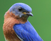Great Backyard Bird Count @ the Library