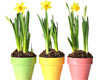 Forcing Bulbs for Winter Displays