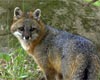 Potentially Rabid Fox Encounters Public