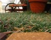 Prepare Your Garden for Winter