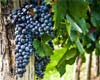 Take the Wrath 0ut of Growing Grapes