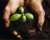 Become An Organic Gardener!