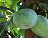 Pawpaw Festival to be held at Dixie Classic Fairgrounds