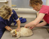 Low-Cost Rabies Vaccination Clinic