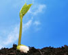 Bloom Where You are Planted!