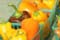 Cooperative Extension Launches  the “10% Campaign”