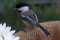 Great Backyard Bird Count @ the Library