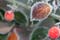 Prepare Your Garden for Winter
