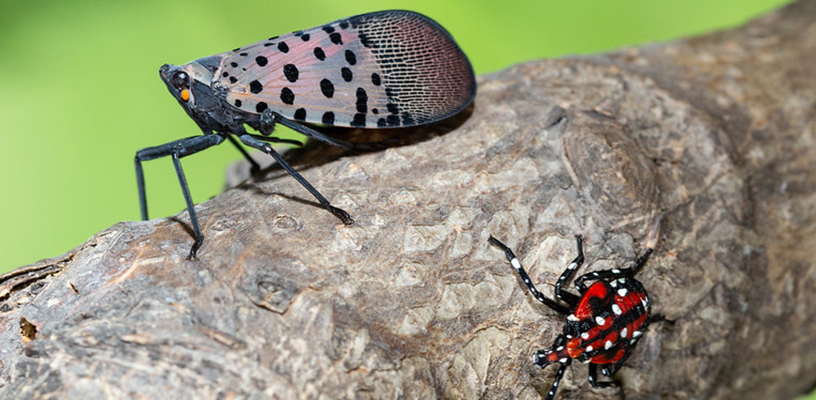The Spotted Lanterfly: What Professionals Need to Know