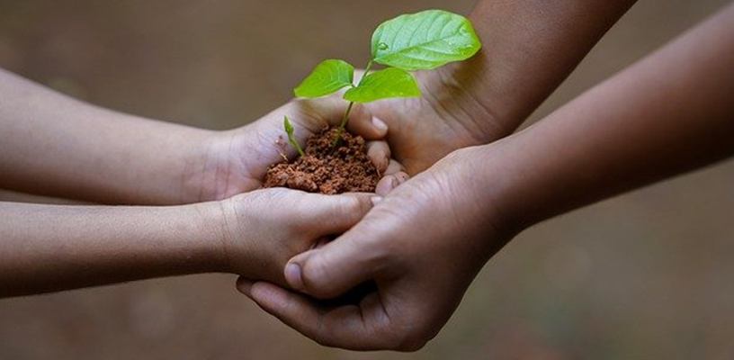 Gardening for Beginners, Garden Gurus, and Everyone in Between