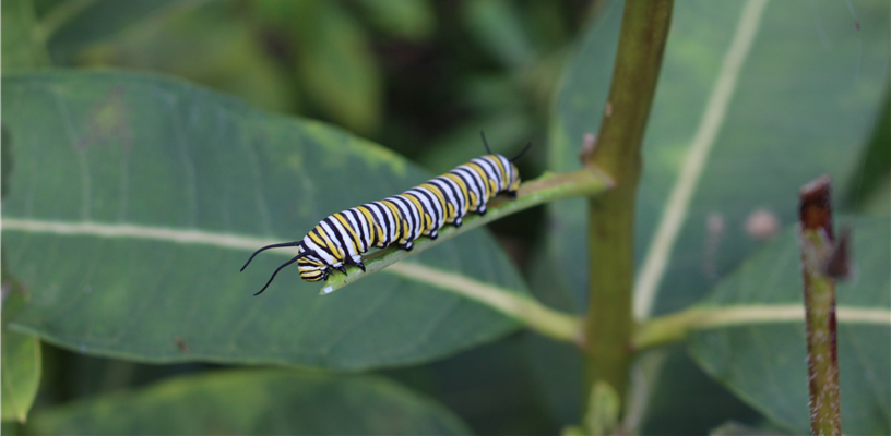 Join Us in Lewisville to Learn About Managing Insects in Your Garden