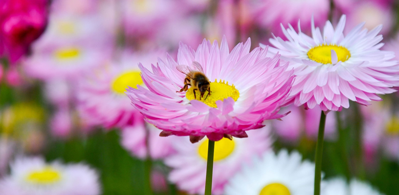 Great Southeast Pollinator Census – Get Involved in Forsyth County