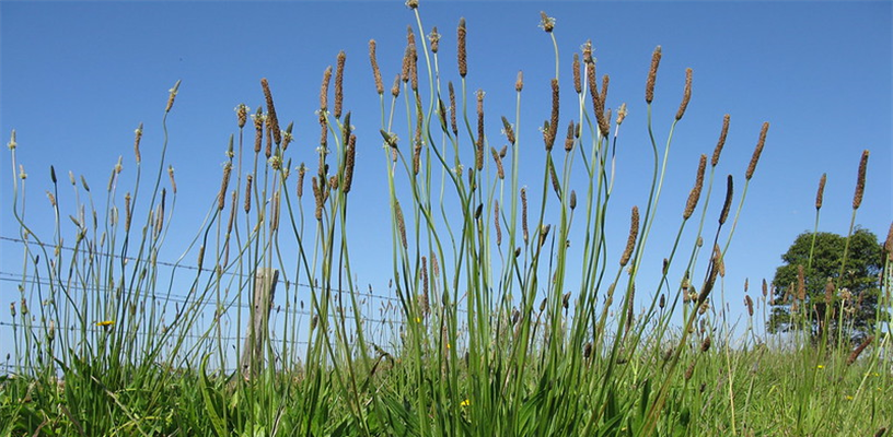 Plantain: Nature