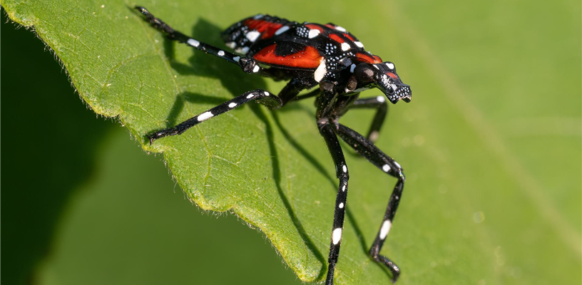 Spotted Lanternfly in Forsyth County